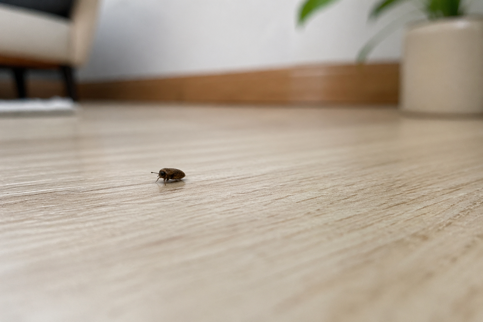 Petit insecte marron identifié à la loupe sur une surface en bois